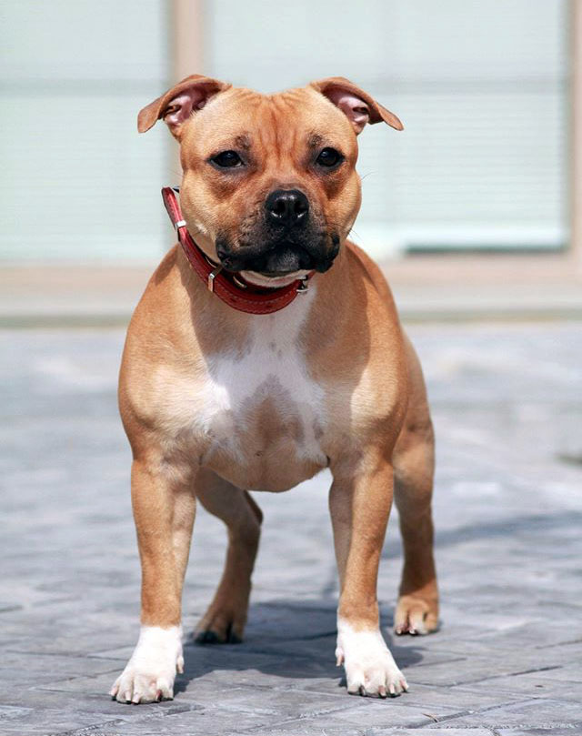 стаффордширский бультерьер